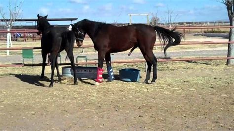 watching horses breeding up close